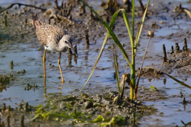 Güneşli bir günde nehirde yiyecek arayan bir kuşun güzel bir görüntüsü.