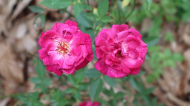 Bahçede açan pembe güllerin yakın plan çekimi.