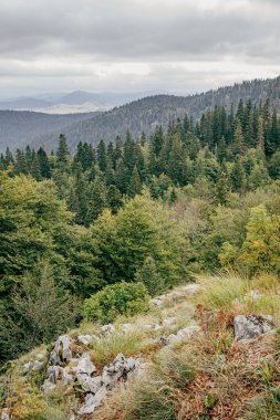 A vertical aerial shot of the lush greenery in the woods of Montenegro under a cloudy gray sky