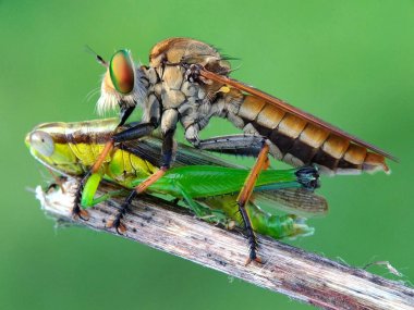 Bu fotoğrafı bir cep telefonu kamerası ve modifiye ettiğim hasarlı kamera lensini kullanarak çektim.