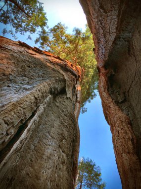 A low angle shot of giant sequoia trees