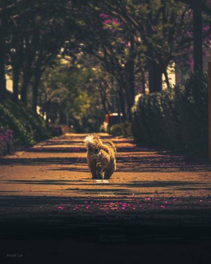 A vertical shot of the brown Chow Chow dog walking in the park.