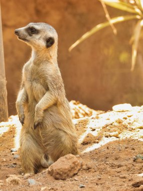 A vertical shot of a cute meerkat looking away