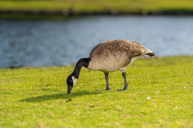 Suyun kenarındaki yeşil çimlerde seçici bir Kanada kazı (Branta canadensis).