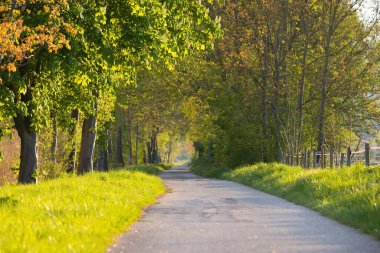 Path way through the alley, trees in the sunlight, footpath through nature, spring and summer season, idyllic lane