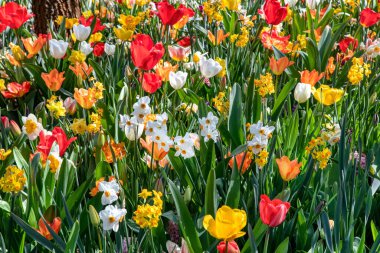 A bunch of colorful flowers in the garden