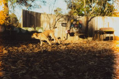 A view of brown dog running on fallen leaves ground near wooden fences