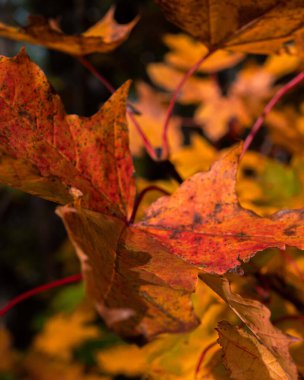 A vertical closeup shot of orange maples leaves in a forest