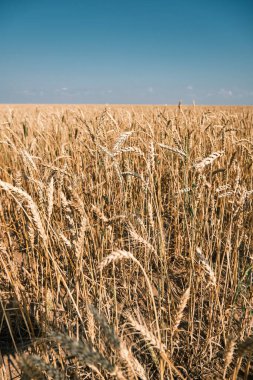 Olgun buğday, buğday tarlası hasat edilmeye hazır dünya açlığı, tahıl açığı, altın buğday tarlası, Ukrayna krizi, kuraklığa dayanıklı buğday