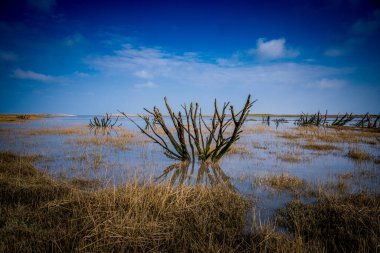 The refections of dead trees at Someret Salt Marsh
