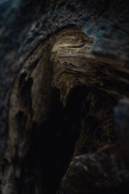 A vertical closeup of roots of a tree in the woods in sunlight