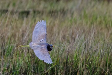 Uçan gri balıkçıl için seçici bir odak noktası.