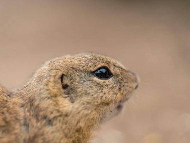 A selective focus shot of a ground squirrel