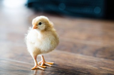 A closeup of an adorable chick on a wooden surface