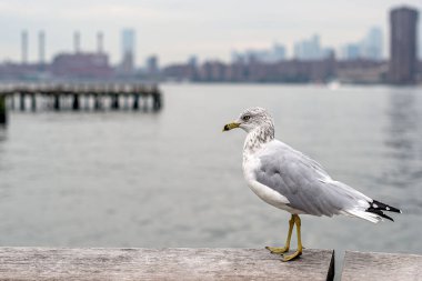 A closeup portrait of a seagull on an ocean background