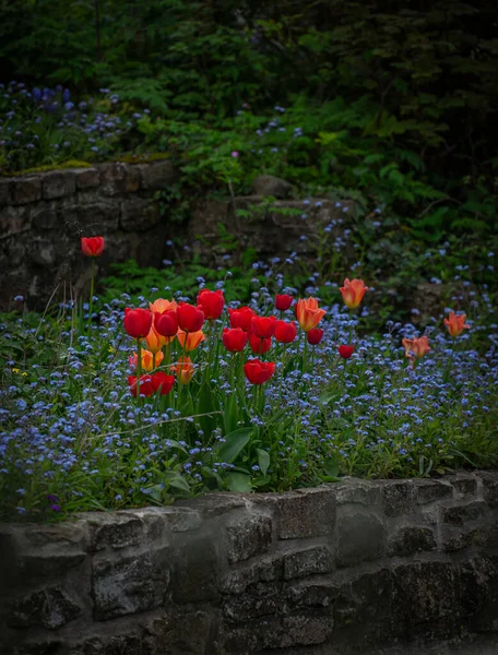 Vertical Shot Beautiful Tulip Flowers Wild Nature — Fotografia de Stock