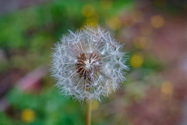 Closeup Taraxacum Dandelion Natural Bokeh Background Shallow Focus — Stock Photo, Image