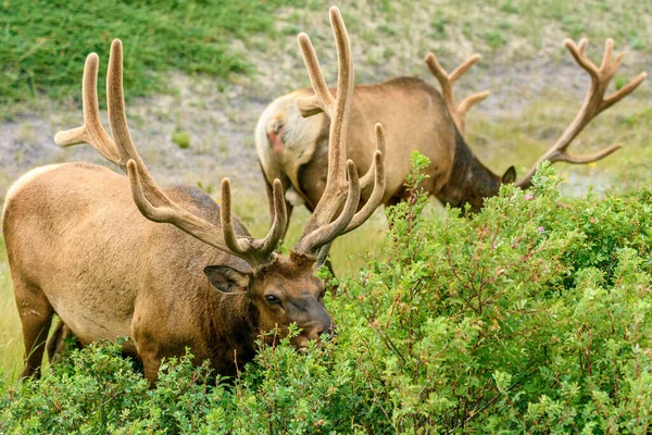 Wild Elk Wapiti Cervus Canadensis Banff National Park Alberta Canada — Stockfoto