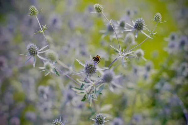 Closeup Eryngium Planum Blue Eryngo Bumblebee Selected Focus — Stock Photo, Image