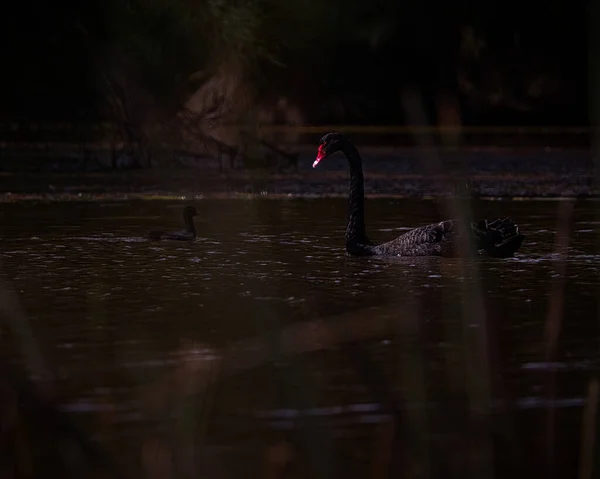 Black Swan Red Beak Swimming Pond Grass — Fotografia de Stock