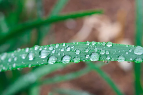 Closeup Raindrops Green Plant Leaf — Stockfoto