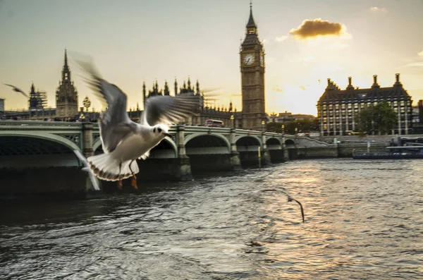 Seagull Flying River Thames Background Big Ben London — Stock fotografie