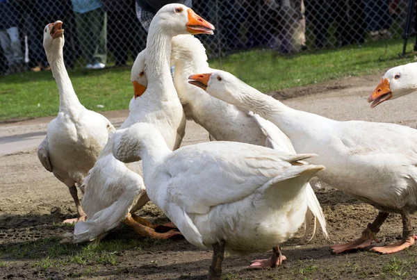 Lutte Contre Les Oies Lors Journée Annuelle Lutte Contre Les — Photo