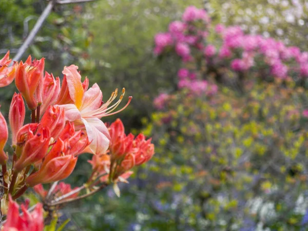 Closeup Shot Azalea Flowers Blooming Garden Sunny Day Blurred Background — Stock Photo, Image