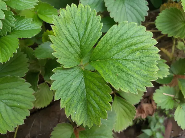 A top view of a green leaf of strawberry