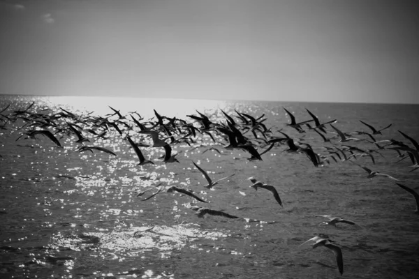 Flock Seabirds Flying Calm Coast Reflection Sun Surface — Stock Photo, Image