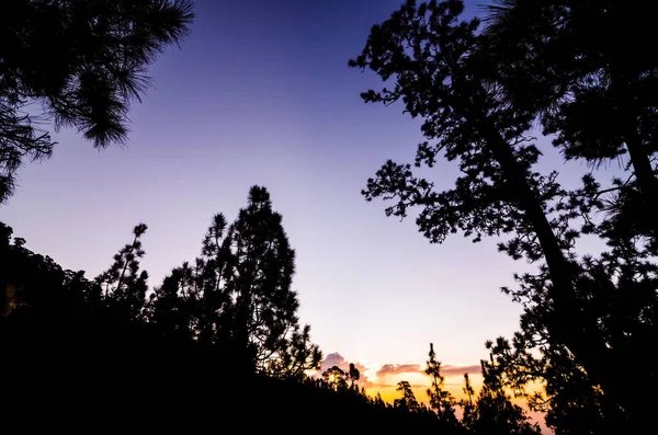 Beautiful Morning Scene Forest Tenerife — Stock Photo, Image