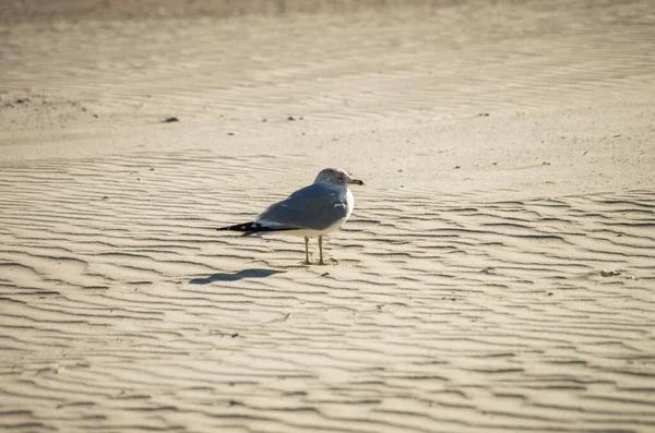 A closeup shot of an alone seagull standing over a sandy beach