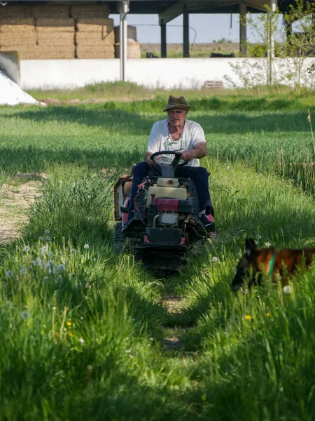 Starší Italský Zemědělec Přepravující Osivo Svém Malém Traktoru Polích — Stock fotografie