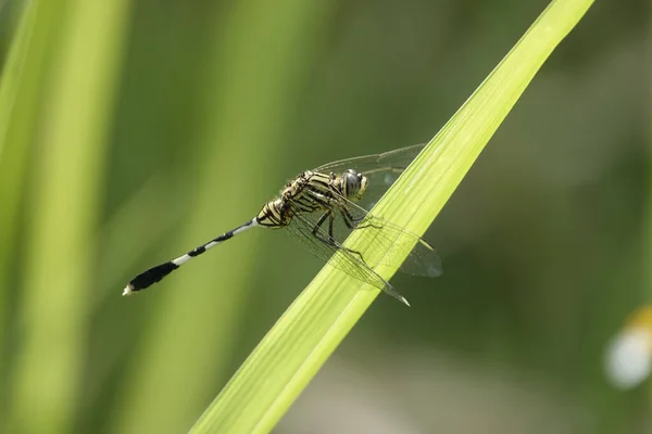 Closeup Shot Slender Skimmer Leaf Forest Day — Stock Photo, Image