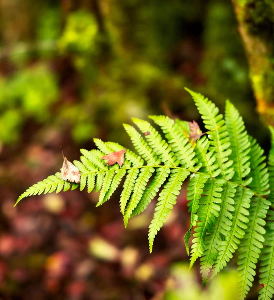 A selective focus shot of a male furn plant in a forest during autumn