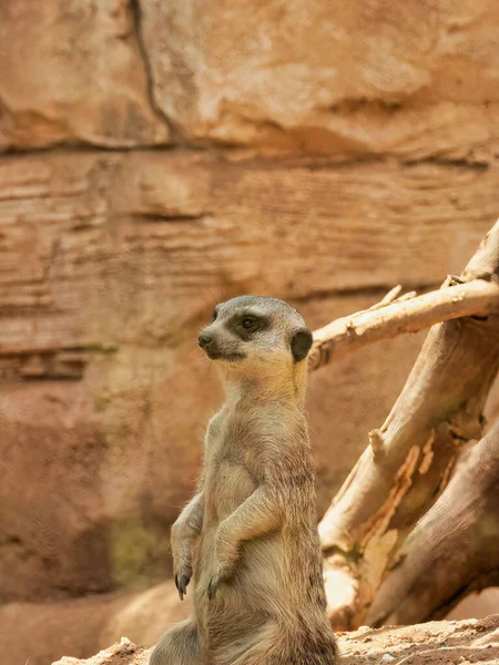 A closeup shot of a meerkat standing next to wood over a blurry background of stones