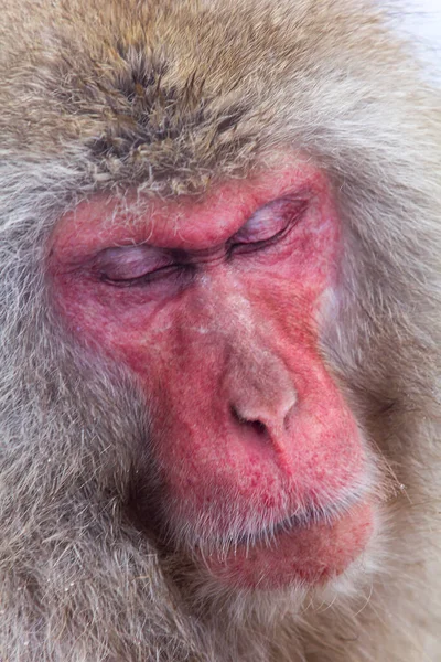 Vertical Shot Adult Sleeping Japanese Macaque Daytime — Stock fotografie