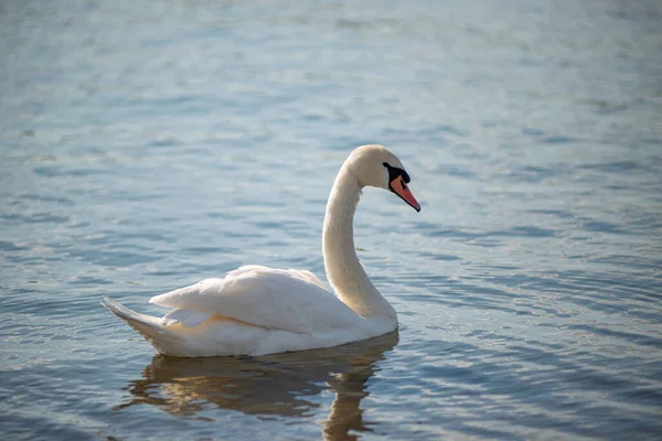 Tiro Perto Cisne Branco Nadando Água — Fotografia de Stock