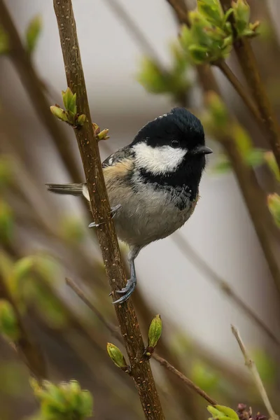 Selective Focus Shot Coal Tit Periparus Ater Perched Branch — Stock Photo, Image