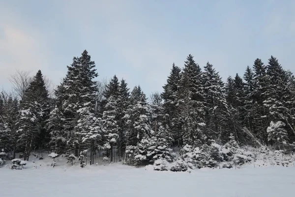 A forest with coniferous trees covered in snow against a blue sky
