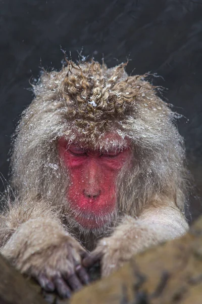 Vertikální Záběr Nadýchané Divoké Makak Opice Pod Sněhem — Stock fotografie