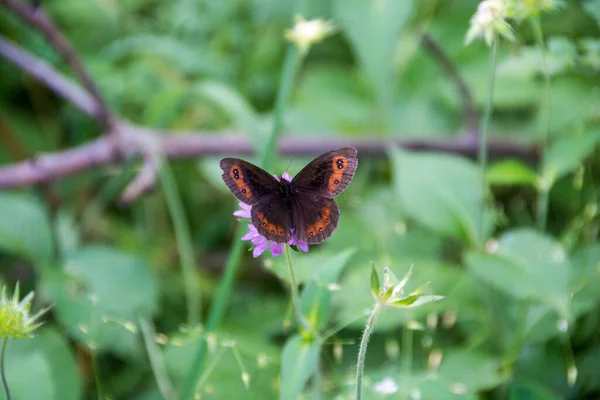 Beautiful Butterfly Erebia Aethiops Scotch Argus Mountain Rtanj Serbia — Stock Photo, Image