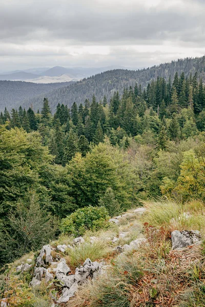 A vertical aerial shot of the lush greenery in the woods of Montenegro under a cloudy gray sky