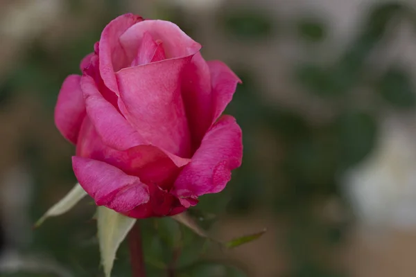 Detailní Záběr Detailů Rozkvetlé Růžové Růži — Stock fotografie