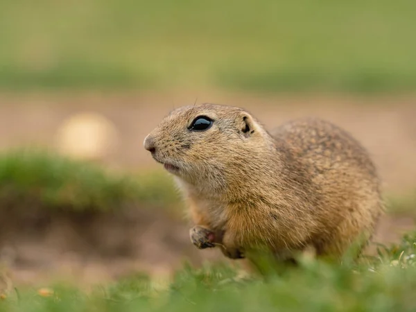 A selective focus shot of a ground squirrel crouching down on the grass