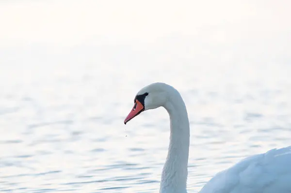 Closeup Shot White Beautiful Swan Swimming Water — Photo