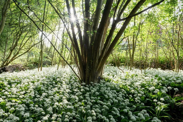 A closeup of white flowers in a park under the sunlight