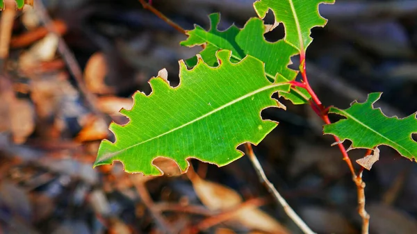 Leaf Cutter Bee Cuts Pemberton Australia — Stock Photo, Image