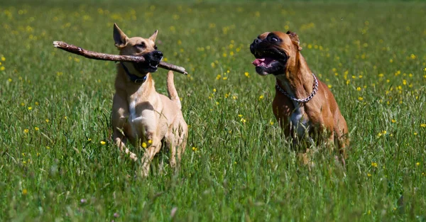 Dogs Fighting Stick Wood Middle Field Spring Sunny Day Boxer — Stock Photo, Image