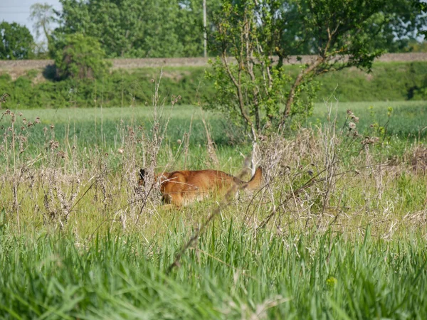 portrait of a german shepherd dog running in the countryside